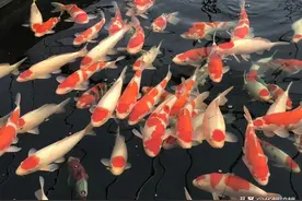 锦鲤有哪些肢体语言，你都了解吗？图片