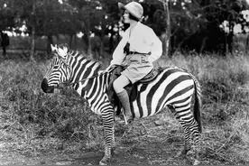 不可能大规模驯养的斑马图片