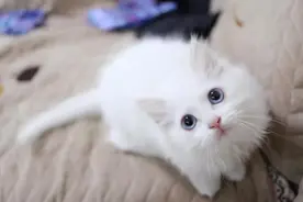 猫咪走后，铲屎官回忆与猫咪相处的日子，14年的陪伴满满都是爱图片