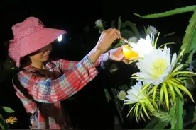 “采花大盗”夜里头戴矿灯采花忙，花要比果贵7倍，一年白捡400万图片