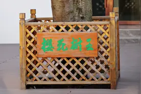 鼋头渚景区内“樱花树王”终于公开了，3月中下旬可以去打卡图片