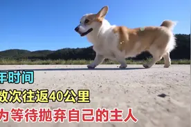 可怜的狗子，无数次往返40公里，只为等待曾经抛弃自己的主人图片