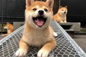 小柴犬头像丨心动就是：完了完了完了图片