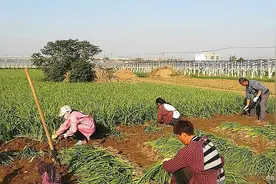 一斤4元，这种有机蔬菜还有4种特别作用，在农村广泛种植图片