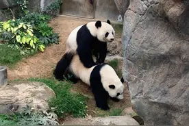 香港海洋公园两只大熊猫首次成功自然交配 今年有望“添丁”图片