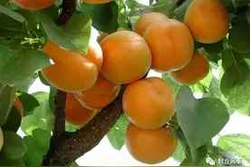 麦黄杏（散文）图片