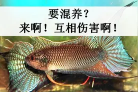 斗鱼是可以混养的，看看它们在鱼缸里多和谐，原因是”相互制约“视频封面