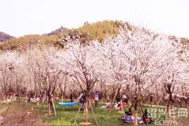 绍兴赏樱花地点汇总图片