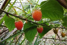 眼睛看东西模糊，山上野果子泡水喝，肝好眼睛明亮，看得清楚图片