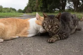 狸花猫不幸与猫妈妈走散，独自流浪长大，遇到橘猫后喵生从此改变图片