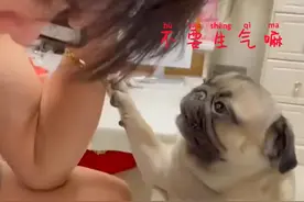福建一男孩被妈妈批评生闷气，狗狗安慰小主人：急得都想开口说话图片