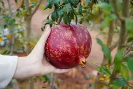 超级大石榴！见过但不一定吃过！图片