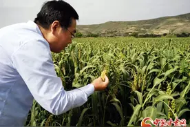 “线上+线下”精准助农 甘肃科技特派员多措并举为农户保驾护航（图）图片