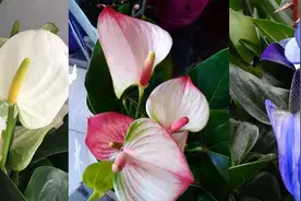 网红花烛品种多，养在室内容易出问题，新手养这植物要多学习图片