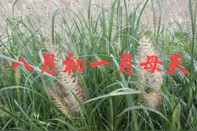 今日八月初一，是民间认定的月母天，何为月母天？还有哪些说法？图片