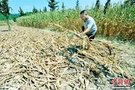 焚烧秸秆小心被罚！江西对67个秸秆火点罚款335万元图片
