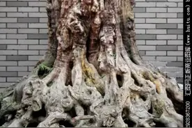 农民让田边大树自然死亡的四种方法，简单有效图片