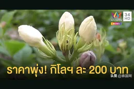 母亲节将近 泰国茉莉花价格上涨图片