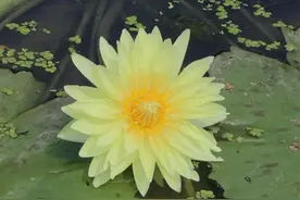 又香又美，还值钱！这个村的“花”真让人着迷！图片