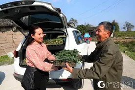 第一书记送菜苗　防止因“疫”返贫图片