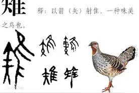 易经中的隼——和鹰在远古是同类图片