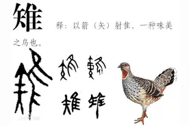 易经中的隼——和鹰在远古是同类图片