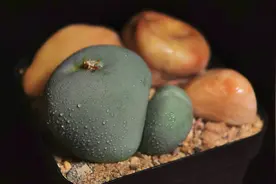 美！生石花微距摄影作品欣赏图片