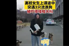青岛女生被三只流浪狗包围吓得大哭大叫，流浪狗吓得赶紧离开图片