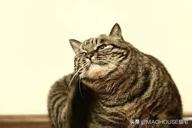 猫皮肤癌的6种症状图片