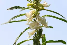 家乡的特产和小吃，不管在外多远，就知道这是家乡的味道图片
