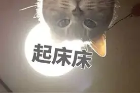 表情包｜每天都有免费的叫起床服务，我很快乐（真心的）图片