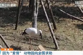 野生东方白鹳陷入爱情不愿离去 动物园懵了：你到底爱上了谁？图片