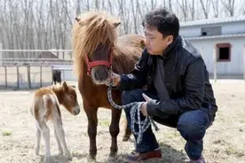 于谦四万平马场将被拆？获得3-4亿补偿！养殖场拆迁有哪些补偿？图片