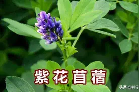 紫花苜蓿怎么种植？亩产多少，割几茬图片