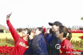江苏盐城大丰：花海美景，笑迎白衣勇士图片