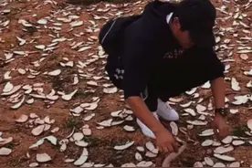 郭晓东晒回村干农活视频，和村民一起下地，姿势专业超卖力图片