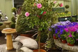了解山茶花越多，我就越觉得它皮实，做好几点，促花并不难图片