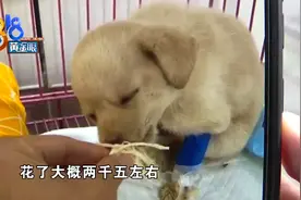 一家诊断感冒和肺炎，一家却说犬瘟和冠状，误诊了吗？图片