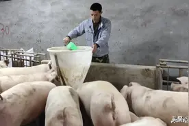 “生猪代养”： 扶贫新模式图片