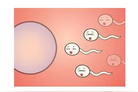 一滴精十滴血，一滴血十碗饭？这是真的假的？图片