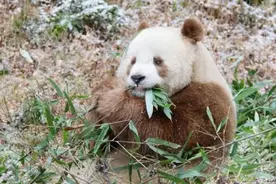 究竟谁杂交了国宝？秦岭惊现棕色大熊猫，科学家无法给出答案图片