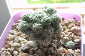 多肉植物银手指养好了短短胖胖很可爱，养不好就会直接变成长棍子图片