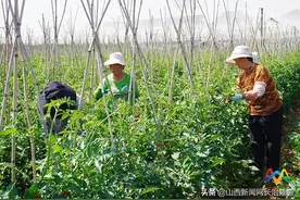 上党区前土门村：旱地西红柿蹚出“甜日子”图片