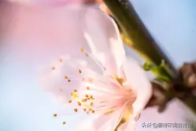 桃花嫣然晕春色图片