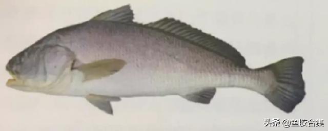 鳘鱼胶有哪些品种 2026年鳘鱼胶分几种 鳘鱼胶有哪些品种 2026年鳘鱼胶分几种