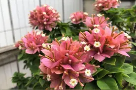 想让三角梅开爆花，4步操作缺一不可，花比叶子多，四季不间断图片