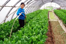 自家种菜不建议用化肥和农药，试试这个方法，何愁种不出好菜图片