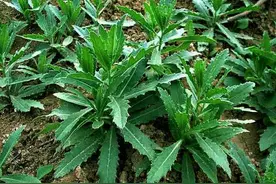 在农村有一种叫刺蓟草，它有哪些功效和作用呢？大家见过吗？图片