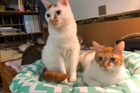 猫是会中暑的！什么猫易中暑？该怎么急救？做好这四点可预防图片