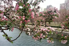 人间四月芳菲尽，海棠花溪伴醉吟。图片